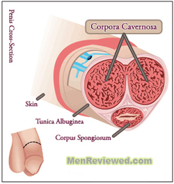 corpora-cavernosa in the penis